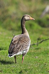 Graylag Goose